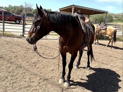 5 yr old half draft