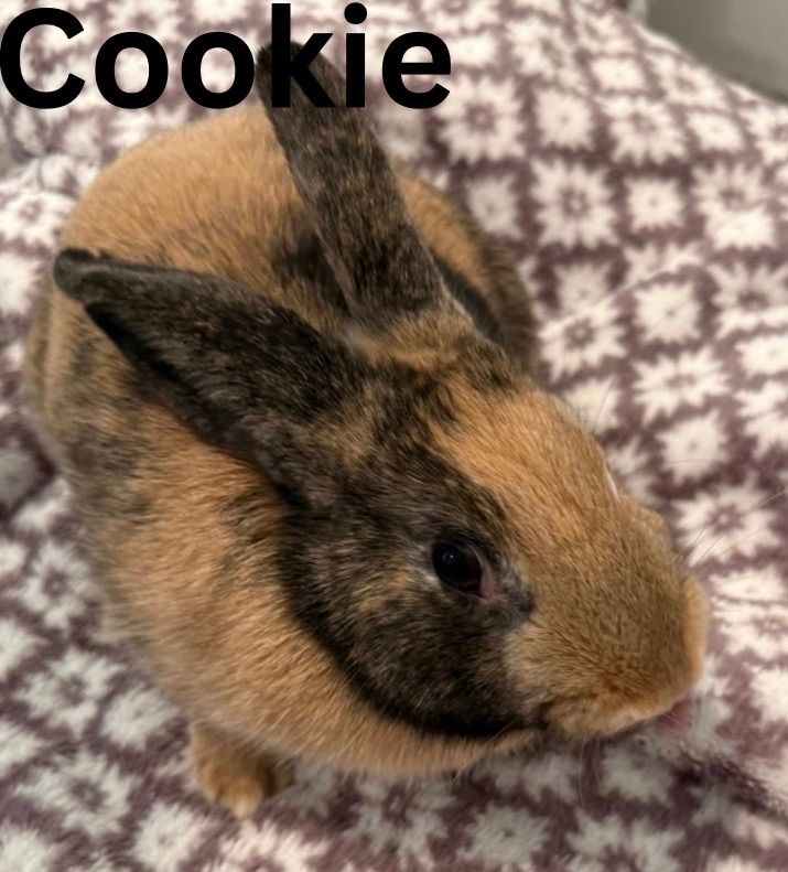 Sweet Bunny Family Needing A Home (Read Full Descr