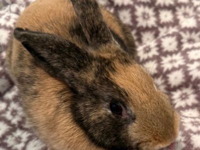 Sweet Bunny Family Needing A Home (Read Full Descr