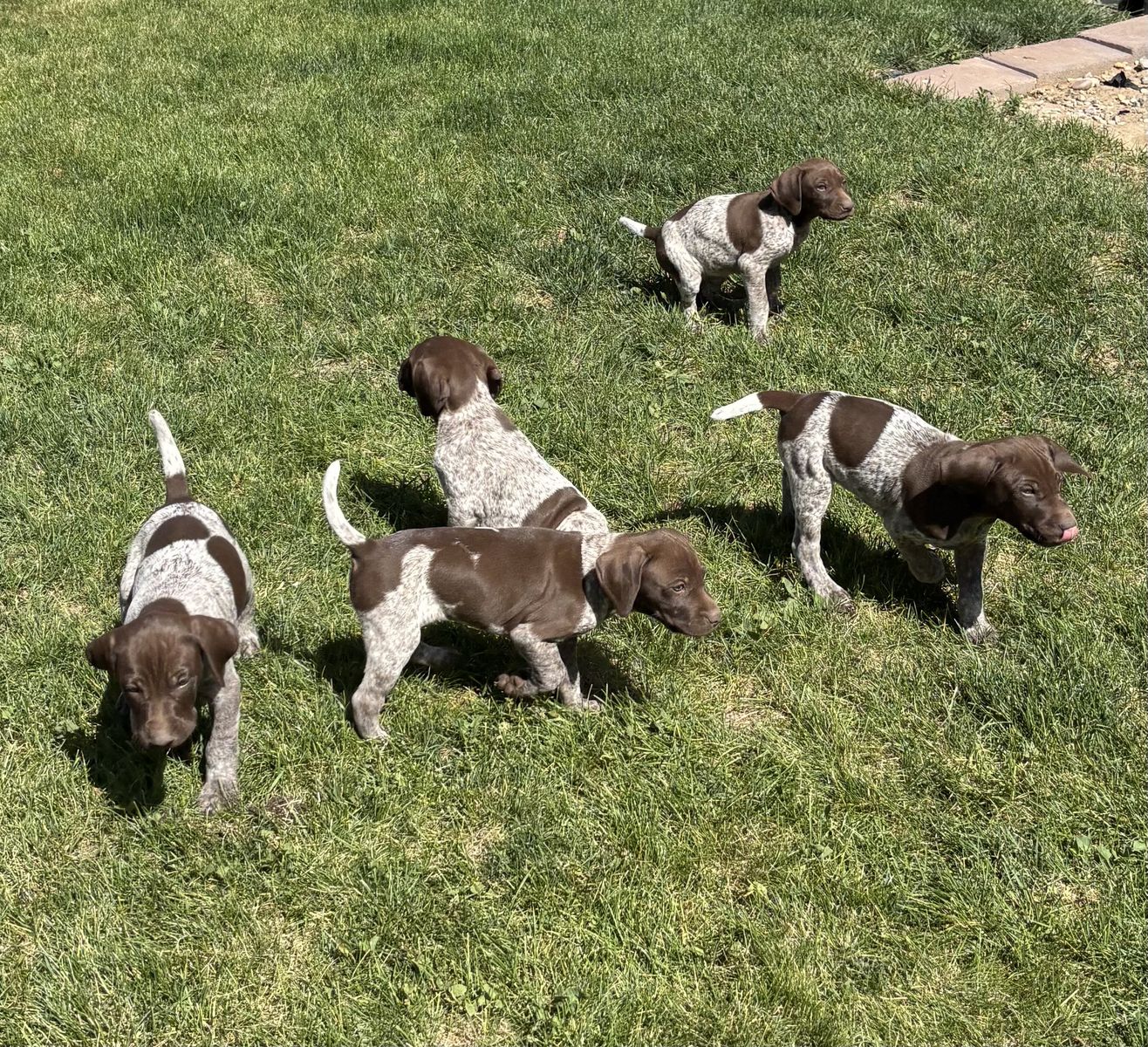 Purebred German Shorthair Pointer’s for sale
