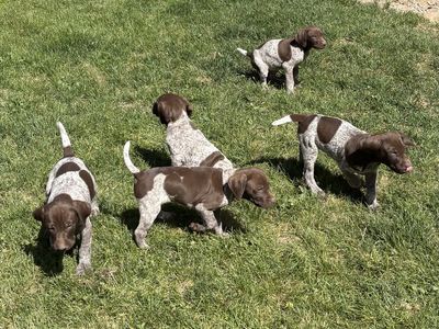 Purebred German Shorthair Pointer’s for sale