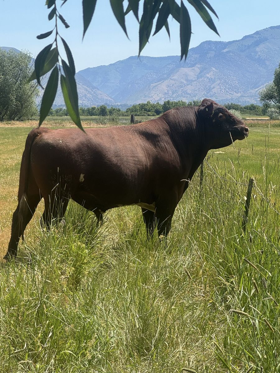 Short horn bull for sale or lease 