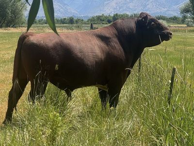 Short horn bull for sale or lease