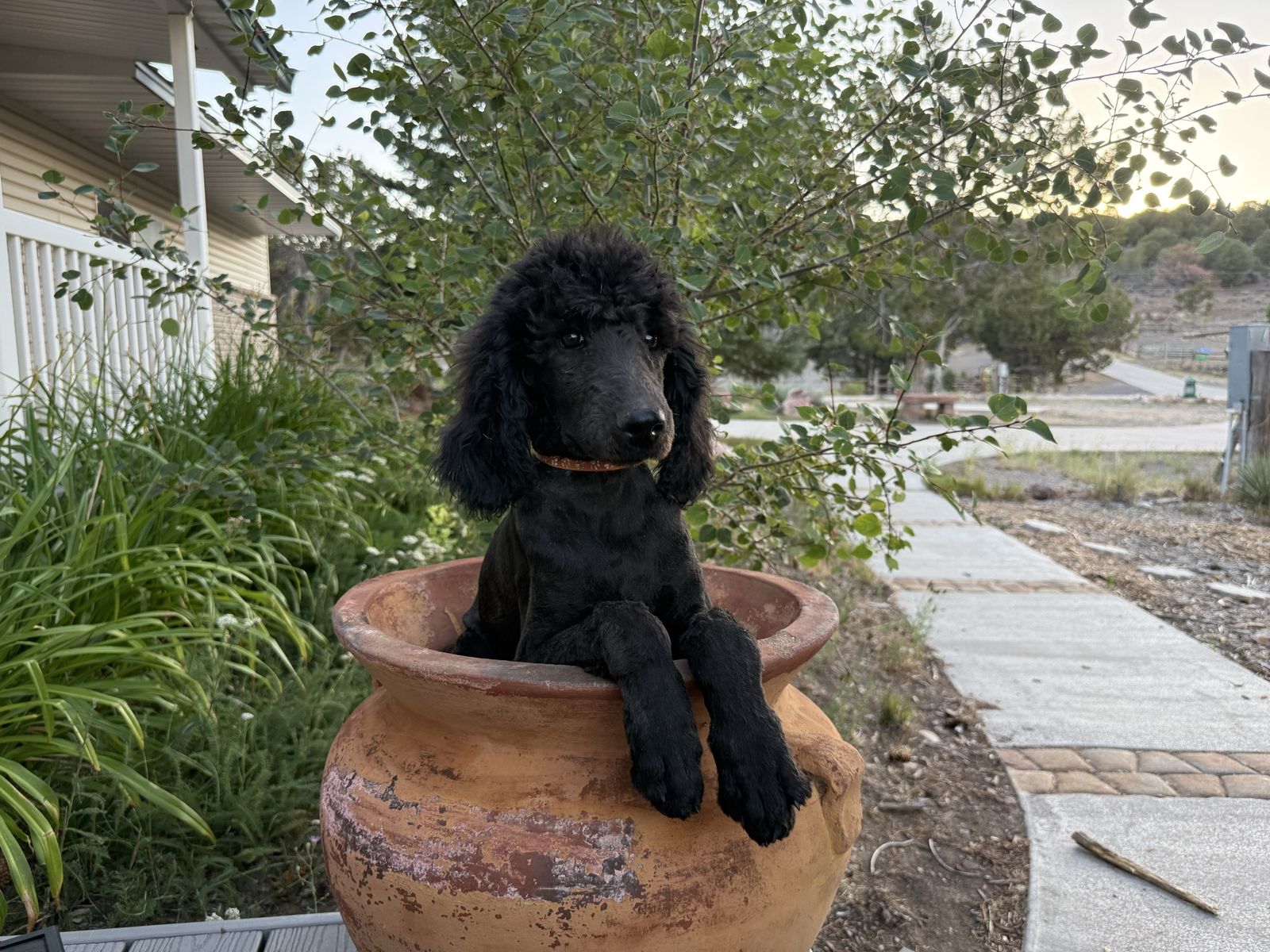 AKC Standard Poodle Puppies