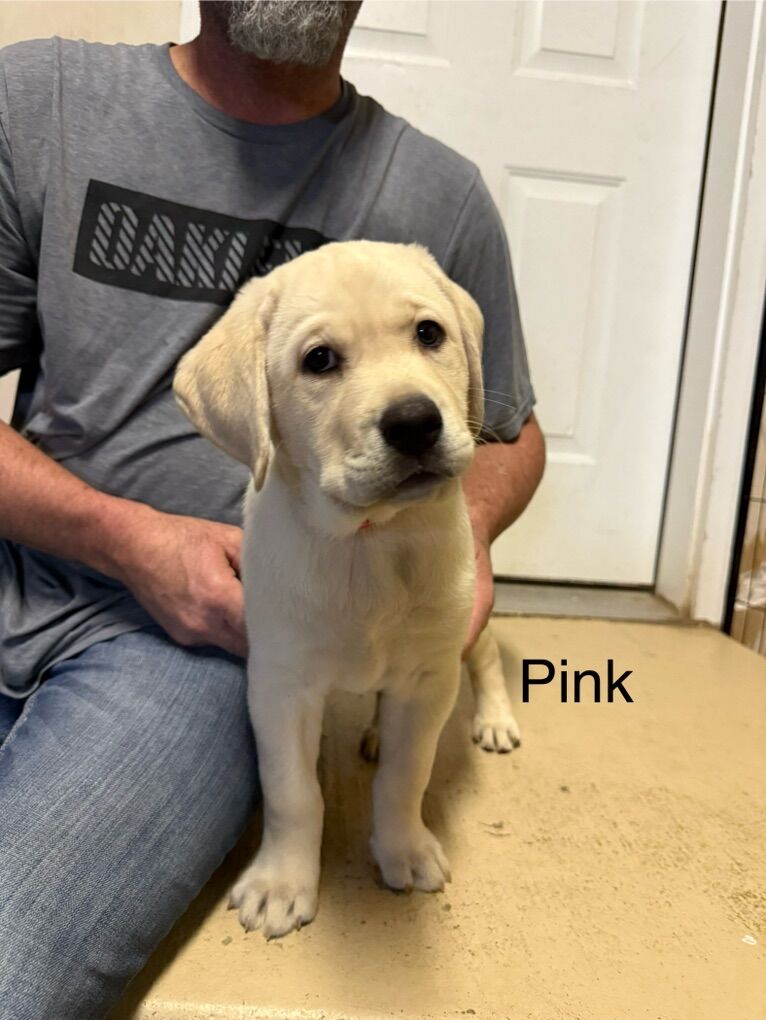AKC Registered Labradors