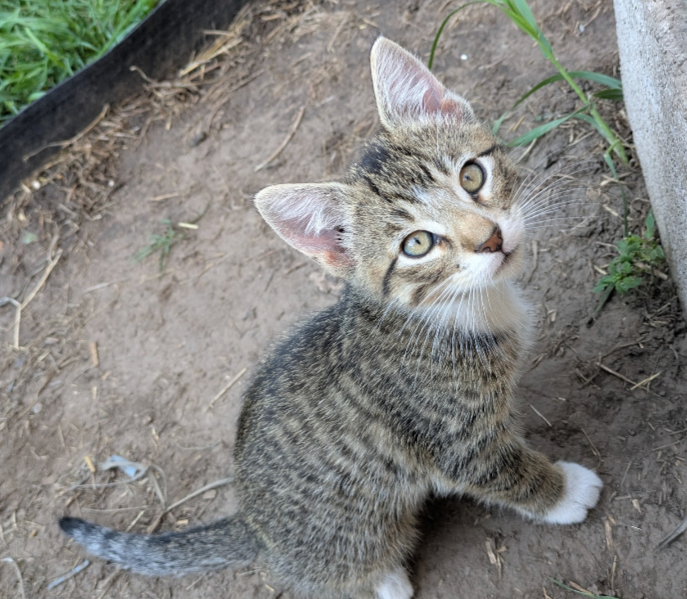 8 week old kittens
