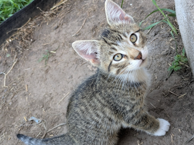 8 week old kittens