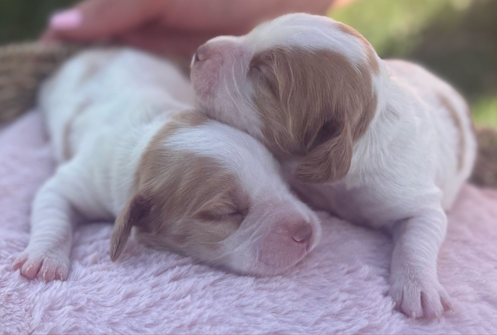 Britney Spaniel Puppies