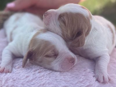Britney Spaniel Puppies