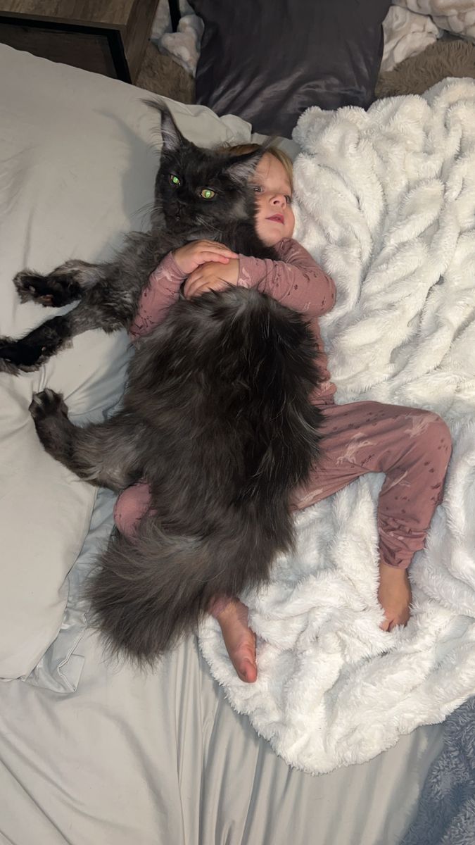 1.5 Year Old Male Black Smoke Maine Coon Cat - Zion