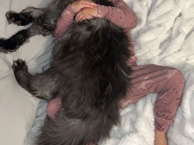 1.5 Year Old Male Black Smoke Maine Coon Cat - Zion