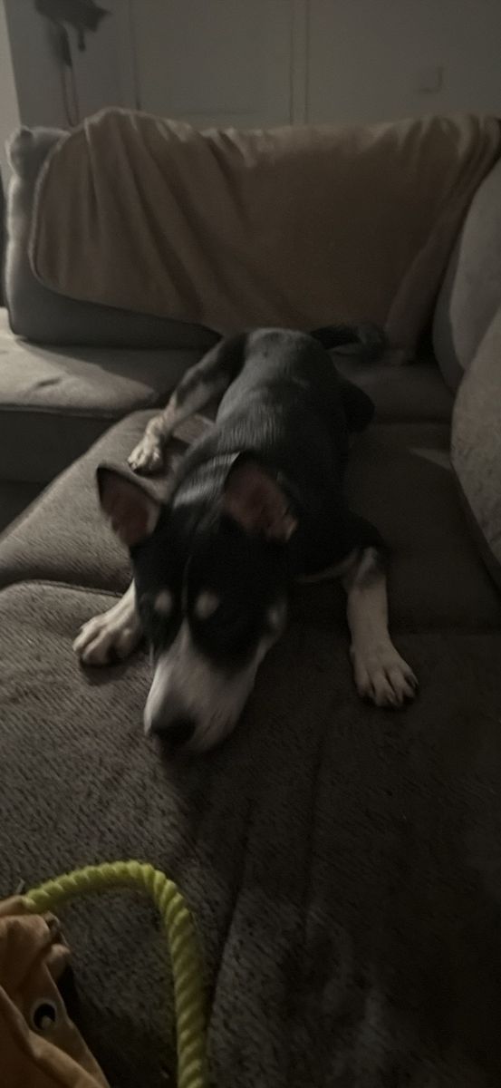 Free puppy to a good home