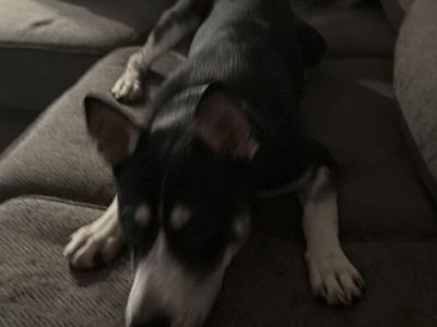 Free puppy to a good home