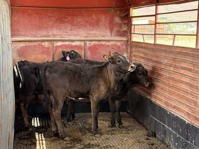 Corriente Calves
