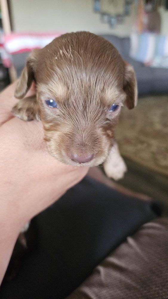 Mini Dachshund Puppies