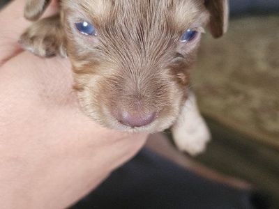 Mini Dachshund Puppies