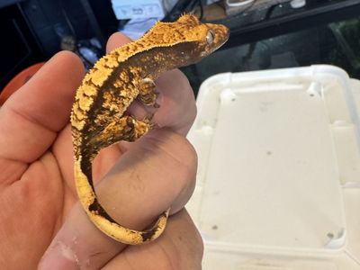 Crested gecko