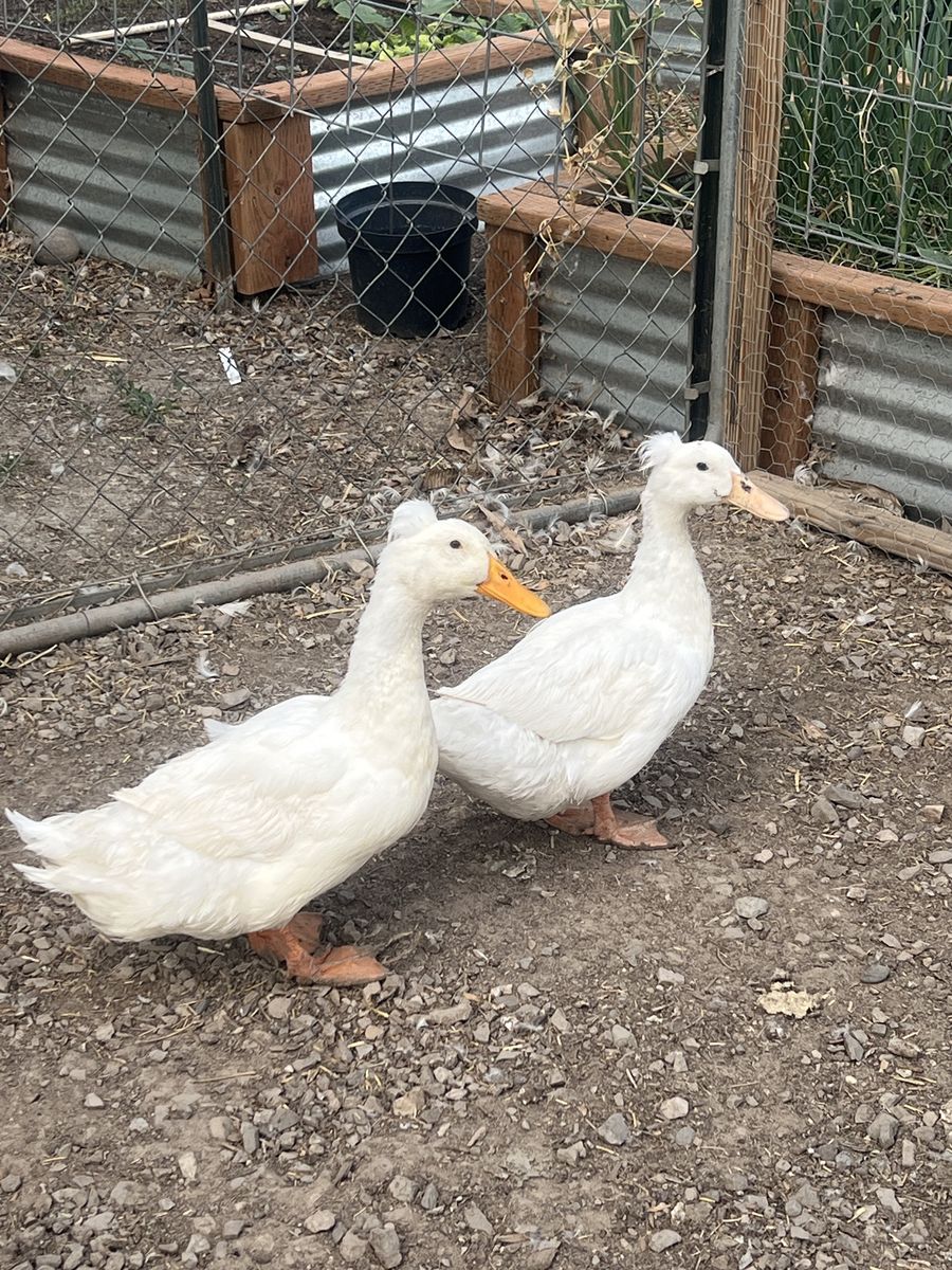 4 Cute Pekins