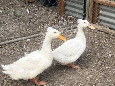 4 Cute Pekins