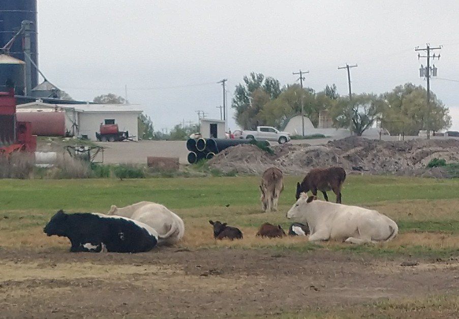 Three pair of cow and calves