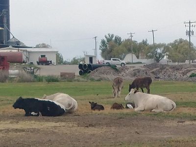 Three pair of cow and calves