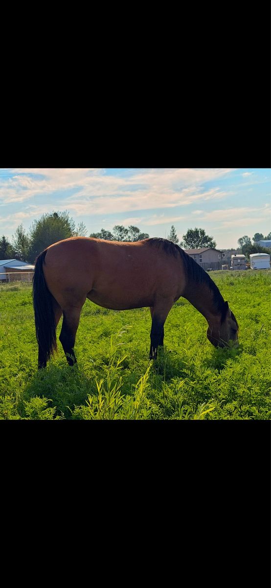 Morgan Quarter horse cross fillies