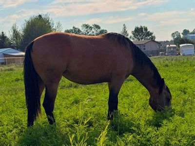 Morgan Quarter horse cross fillies