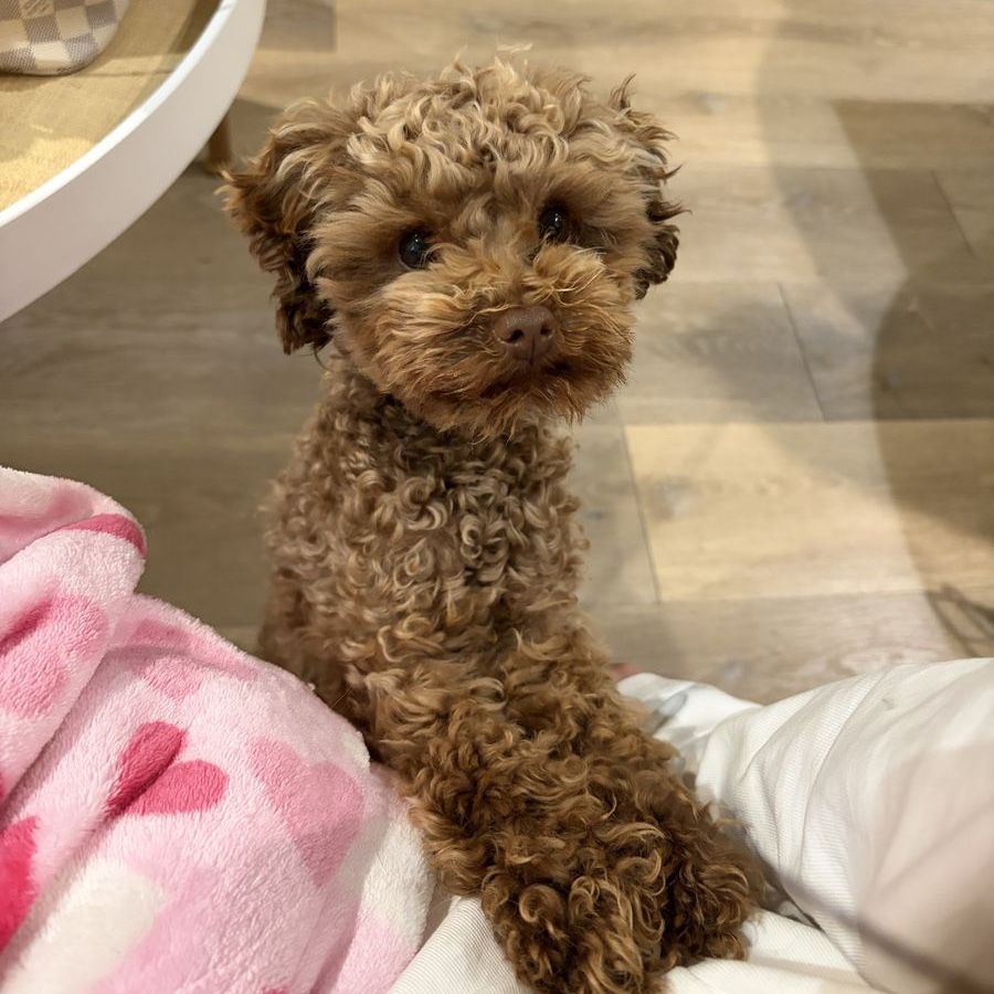 Teddy Bear Toy Poodle Male