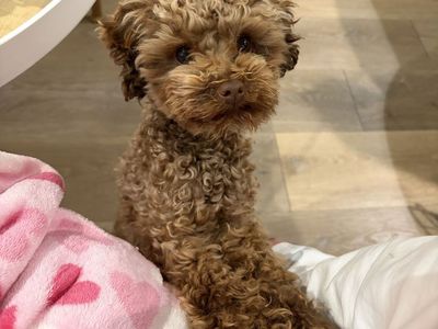 Teddy Bear Toy Poodle Male