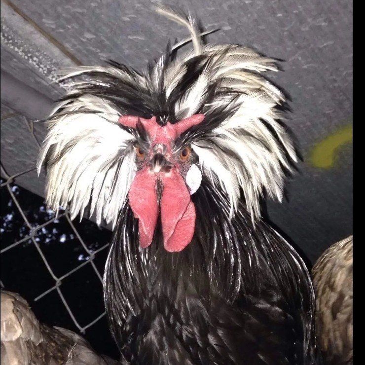 " Rocky" White Crested Black Polish