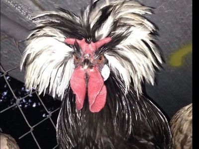 " Rocky" White Crested Black Polish