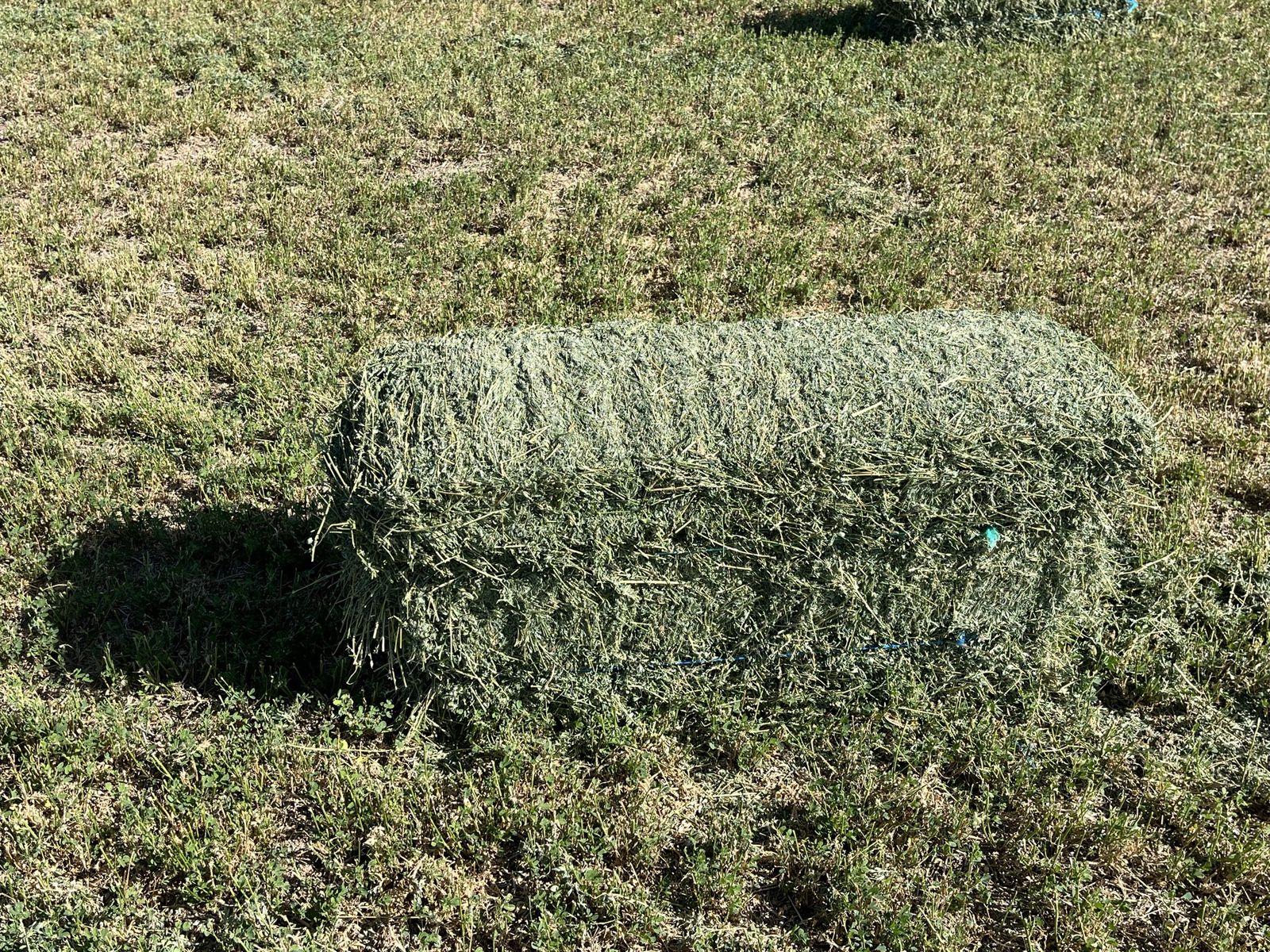 Alfalfa