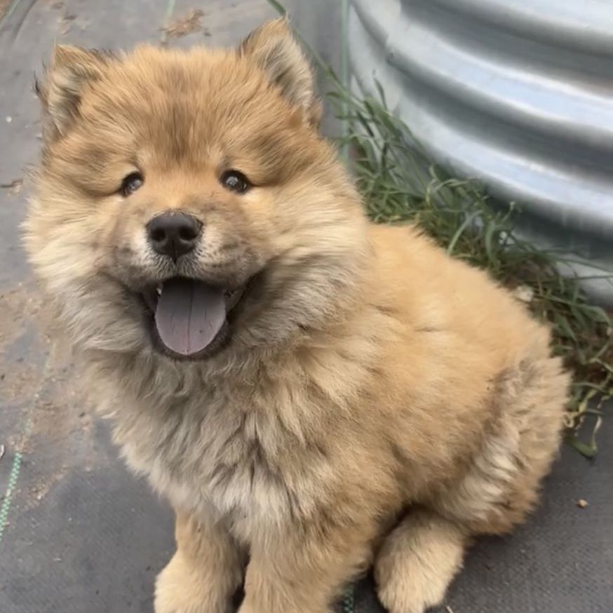 Chow chow puppy!!!