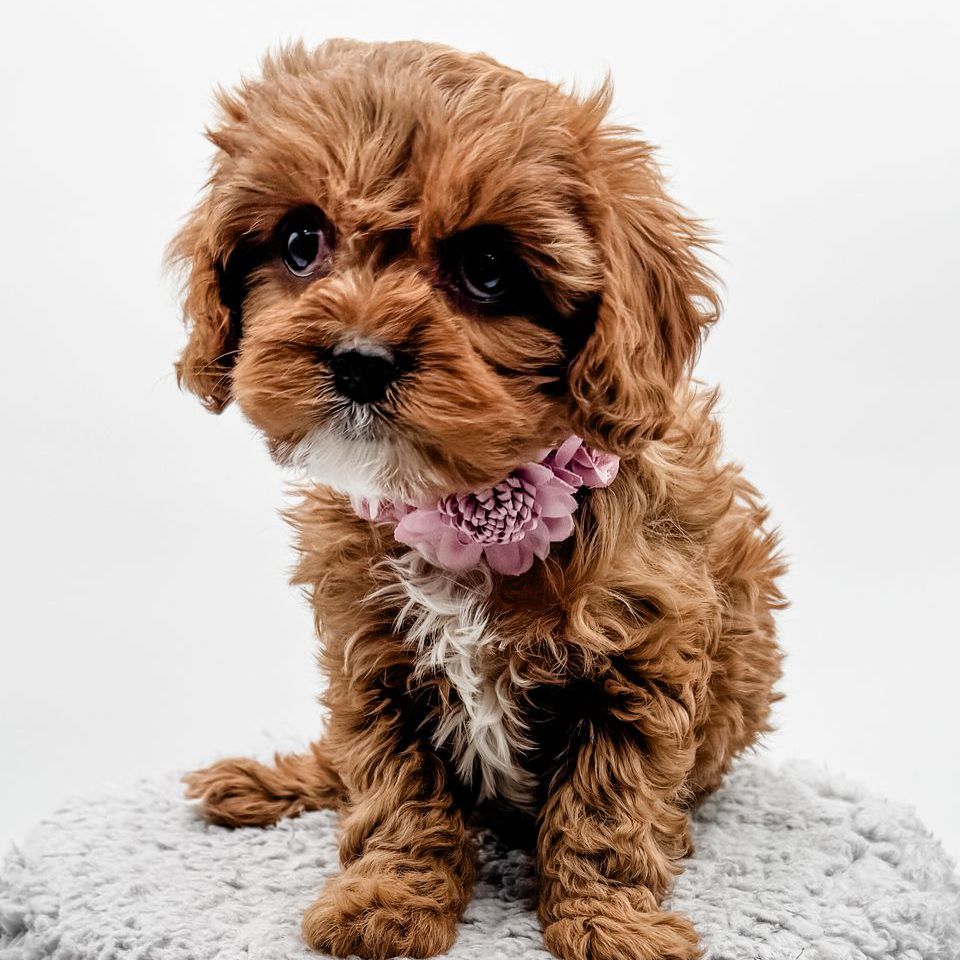 Cavapoo girl