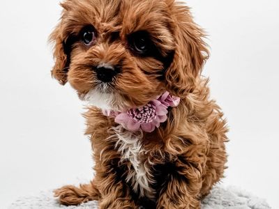 Cavapoo girl