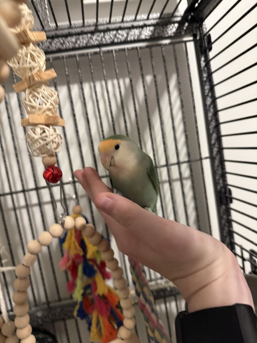 Lovebird and cage