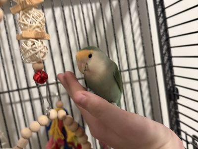 Lovebird and cage