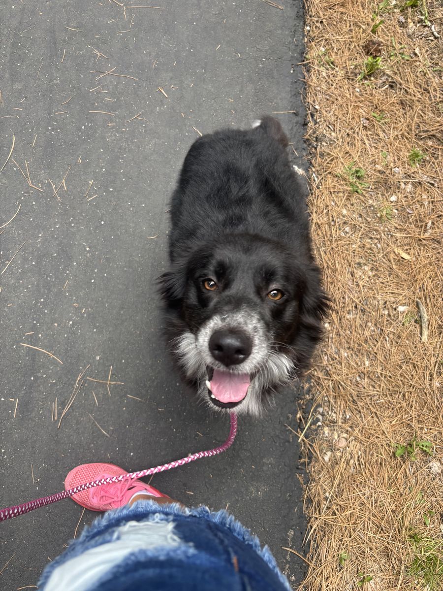 5 year old border collie 
