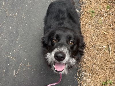 5 year old border collie