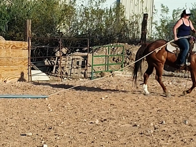 All Around super cool gelding