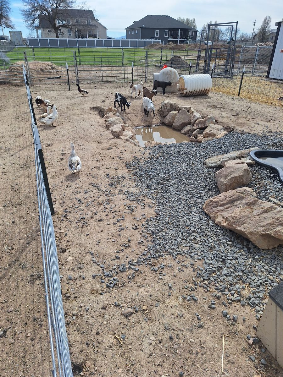 Baby Fainting Goats (dehorned)
