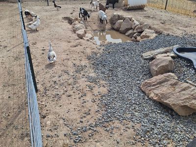 Baby Fainting Goats (dehorned)