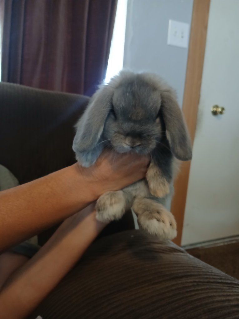 Holland Lop Buck