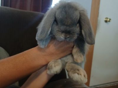 Holland Lop Buck
