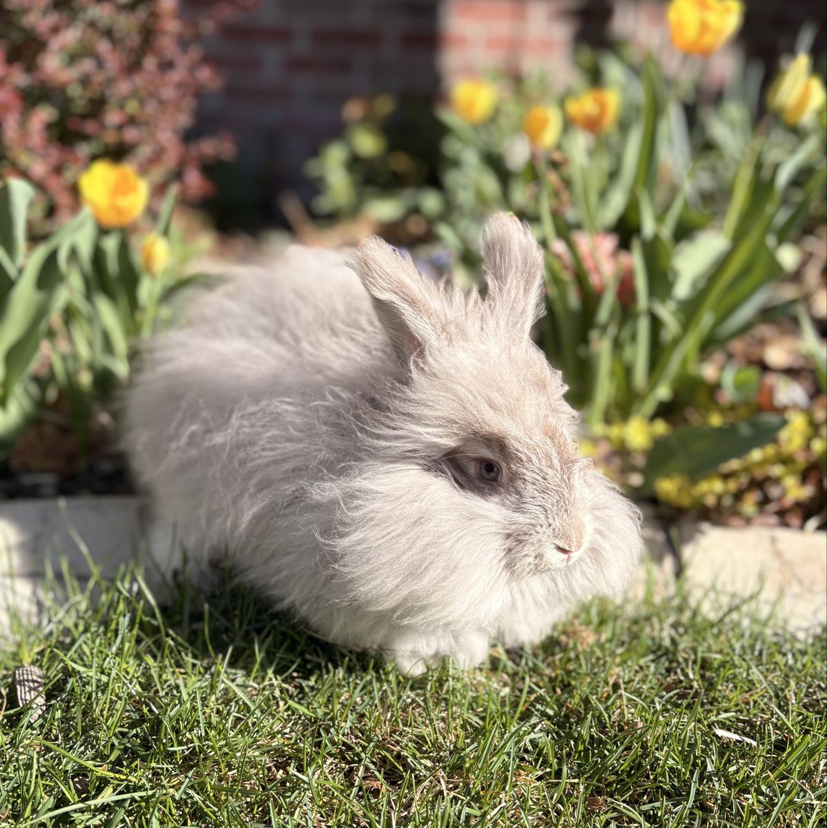 Pedigreed English Angora Baby Bunny Buck -Chin