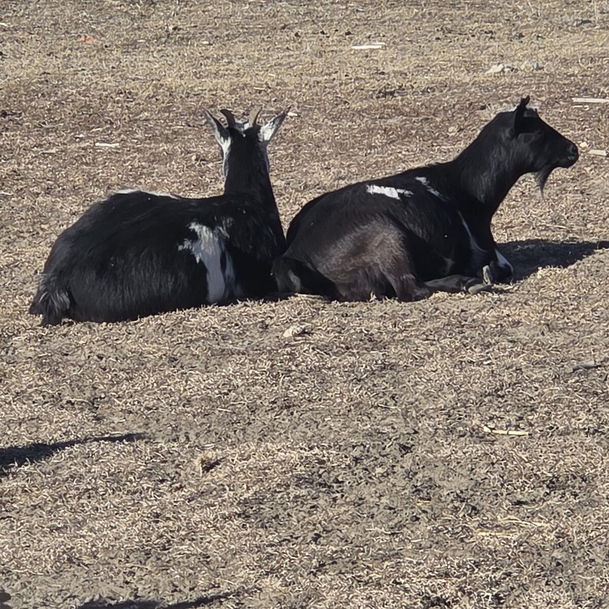 Exposed Nigerian Dwarf goats