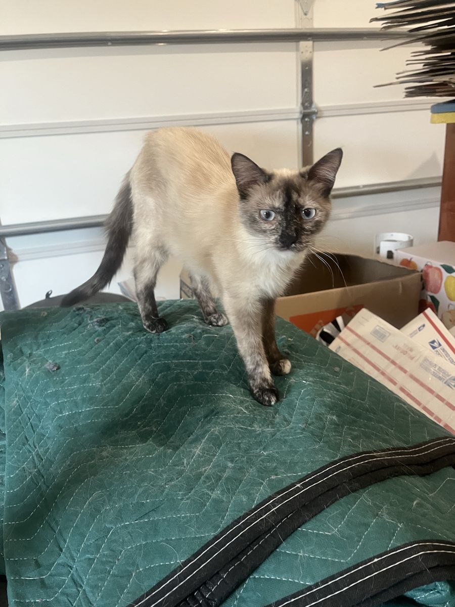 Cute Siamese Cat for Adoption