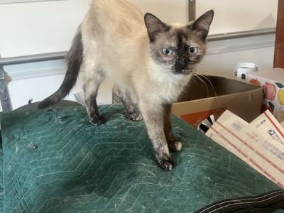 Cute Siamese Cat for Adoption