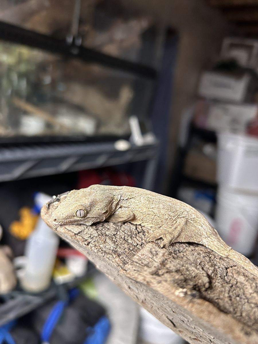 Leachianus Leachie Giant gecko