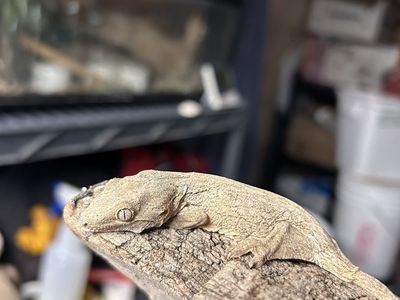 Leachianus Leachie Giant gecko